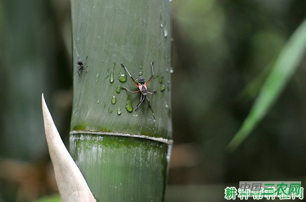 竹蝽如何防治？