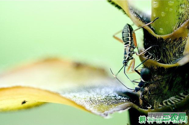 竹蝽如何防治？