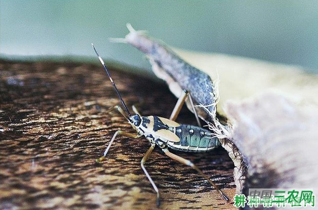 竹蝽如何防治？
