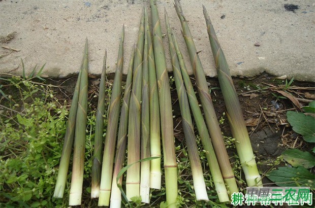 水竹笋品种好不好？