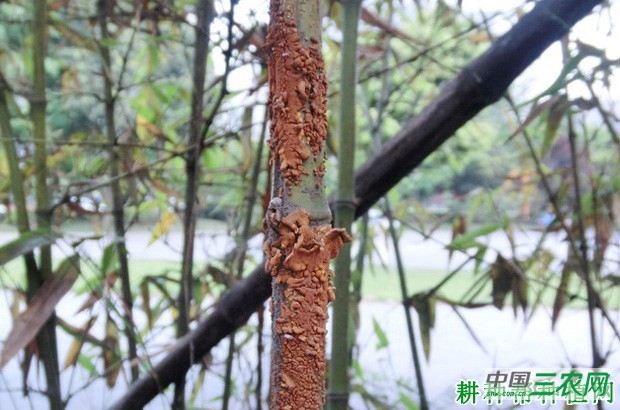 竹杆锈病如何防治？