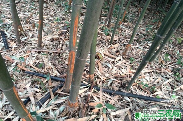 竹杆锈病如何防治？