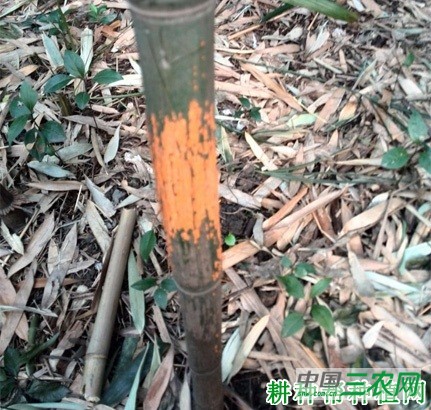 竹杆锈病如何防治？