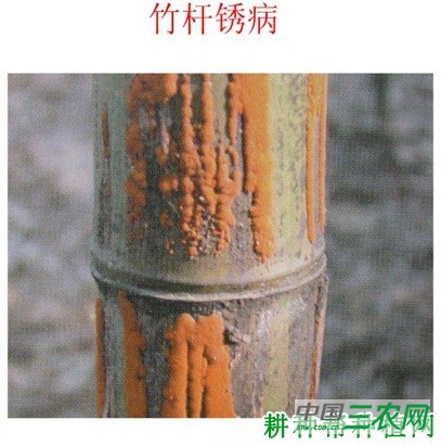 竹杆锈病如何防治？