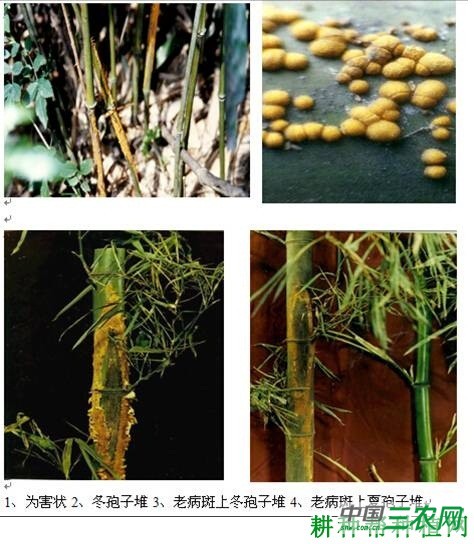 竹杆锈病如何防治？