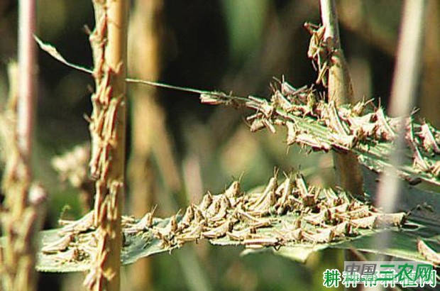 竹蝗如何防治？