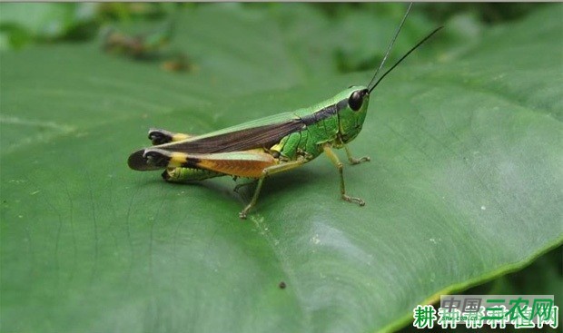 竹蝗如何防治？