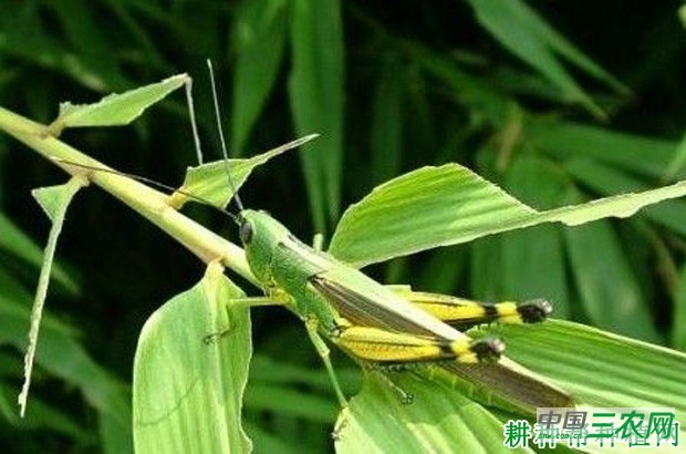 竹蝗如何防治？