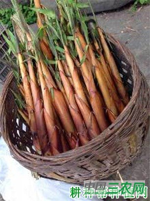 淡竹笋品种好不好？