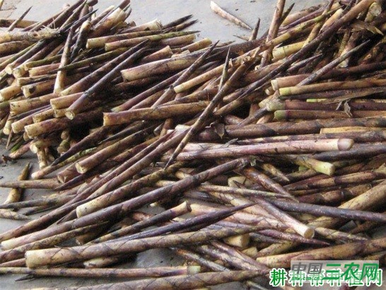 淡竹笋品种好不好？