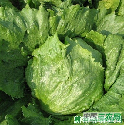 爽脆生菜品种好不好？