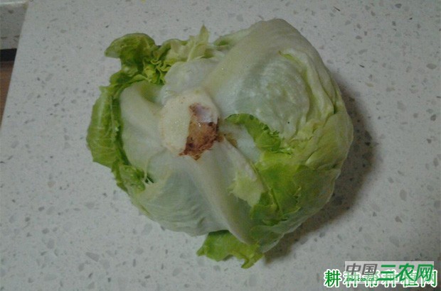 爽脆生菜品种好不好？