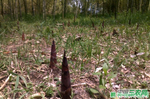 花哺鸡笋品种好不好？