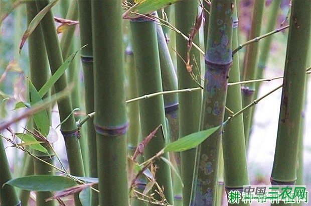 花哺鸡笋品种好不好？