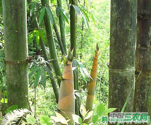 六月麻笋品种好不好？