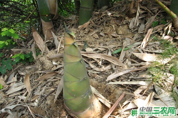 六月麻笋品种好不好？