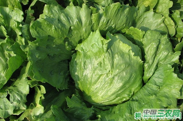 奥林匹亚生菜品种好不好？