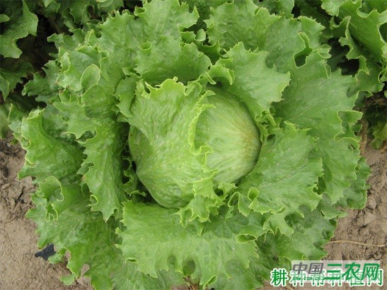 奥林匹亚生菜品种好不好？