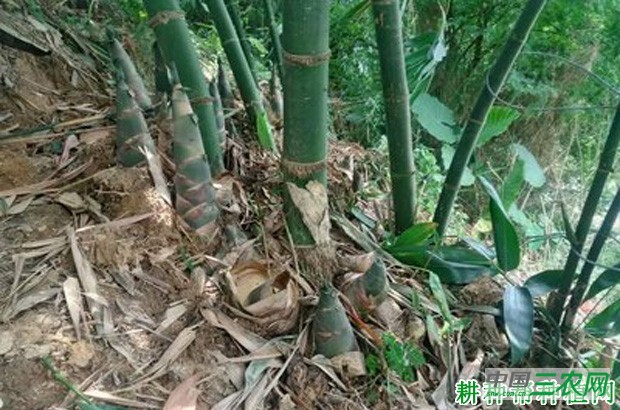 大头典笋品种好不好？