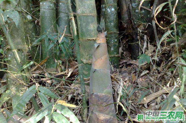 大头典笋品种好不好？