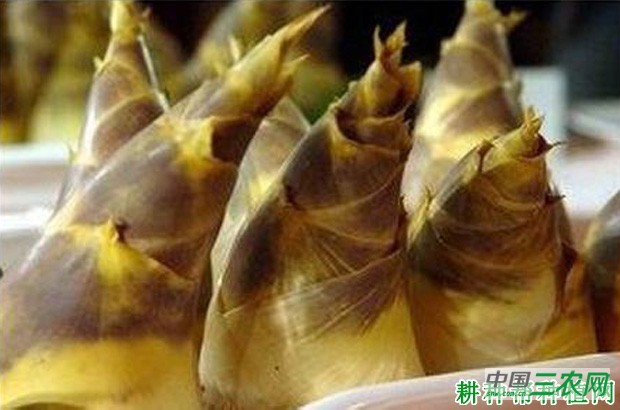 红哺鸡笋品种好不好？