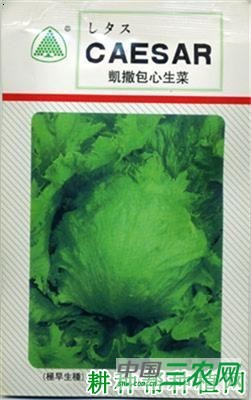 凯撒生菜品种好不好？