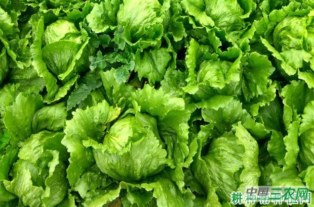 凯撒生菜品种好不好？