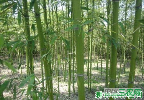 红哺鸡笋品种好不好？