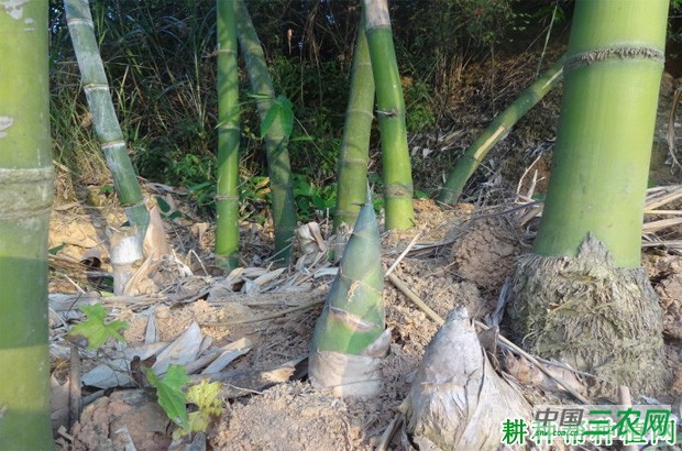 吊丝单笋品种好不好？