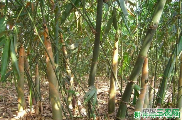 吊丝单笋品种好不好？