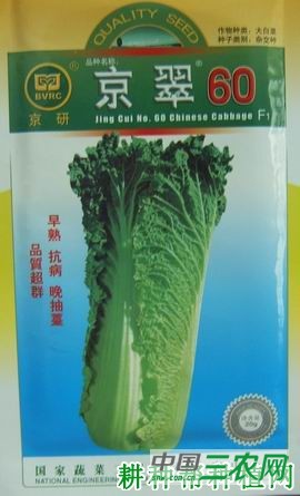 京翠60号大白菜品种好不好？