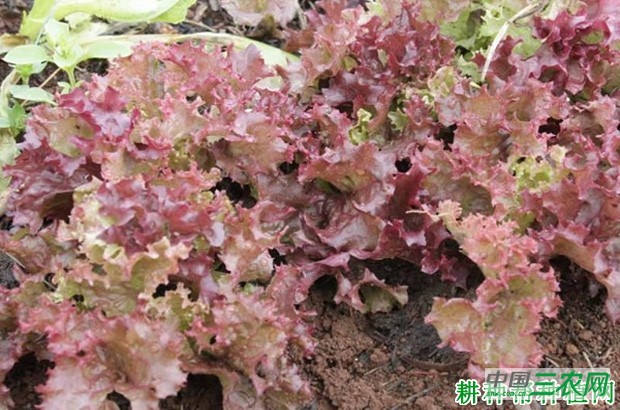 红帆紫叶生菜品种好不好？