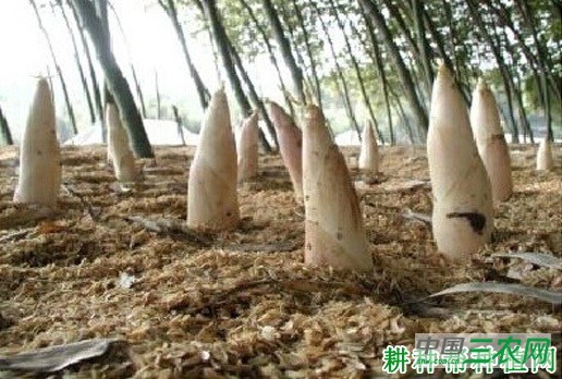 白哺鸡笋品种好不好？