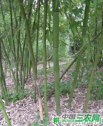 白哺鸡笋品种好不好？