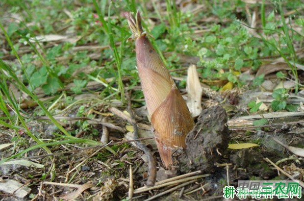 白哺鸡笋品种好不好？