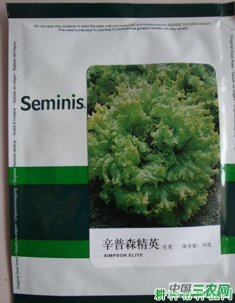 辛普森精英生菜品种好不好？