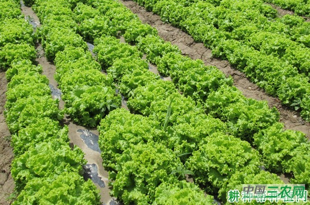 美国大速生生菜品种好不好？