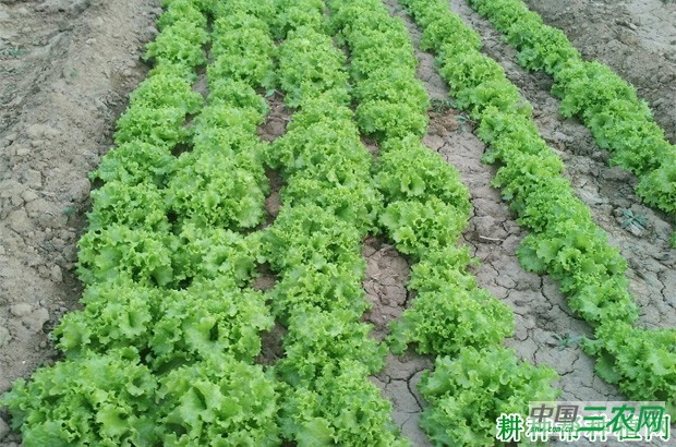 美国大速生生菜品种好不好？