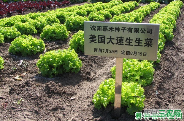 美国大速生生菜品种好不好？