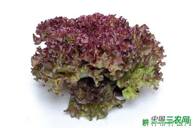 罗莎红生菜品种好不好？