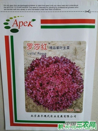 罗莎红生菜品种好不好？