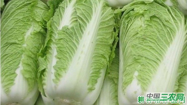 德高16大白菜品种好不好？