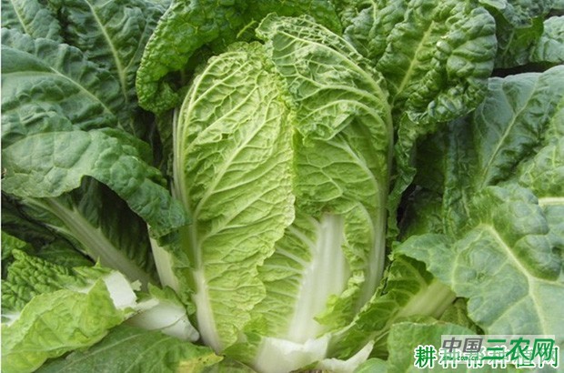 德高16大白菜品种好不好？