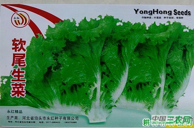 软尾生菜品种好不好？