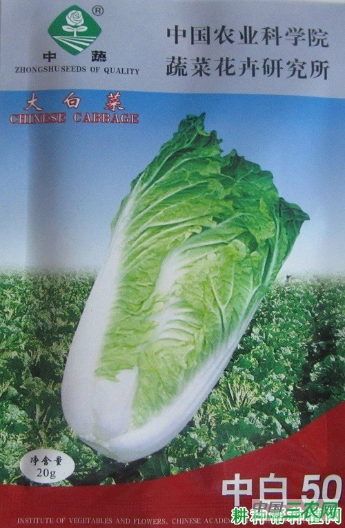 中白50大白菜品种好不好？