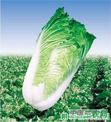 中白50大白菜品种好不好？