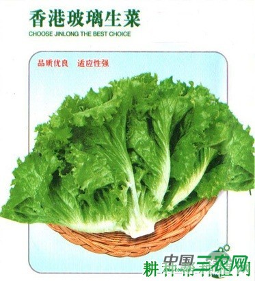 玻璃生菜品种好不好？