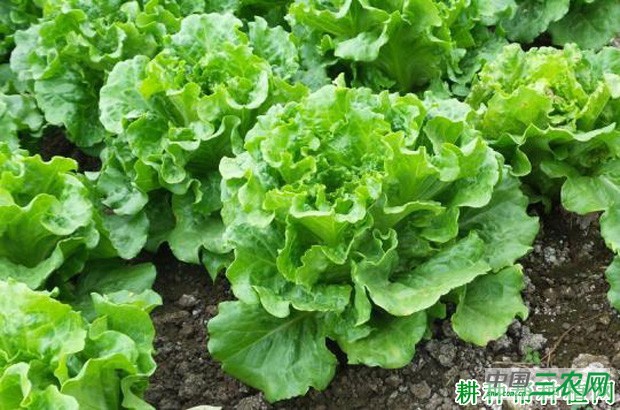 玻璃生菜品种好不好？