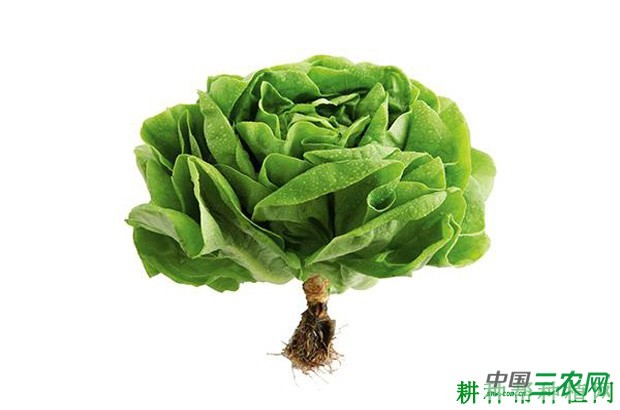 波士顿奶油生菜品种好不好？