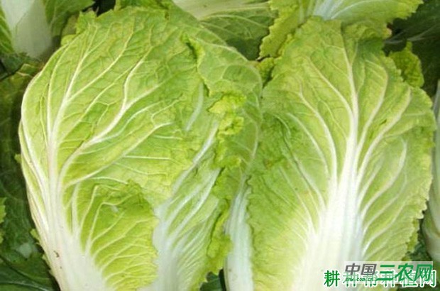 三园金秋大白菜品种好不好？